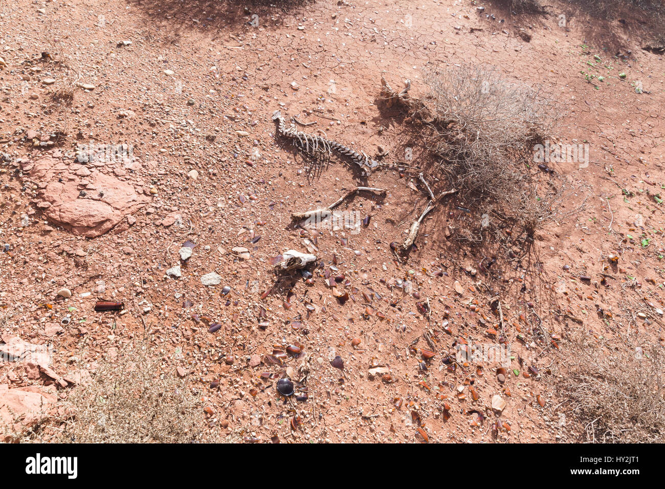 Red or brown dirt ground with bushes, litter, and the bones of a small animal. Stock Photo