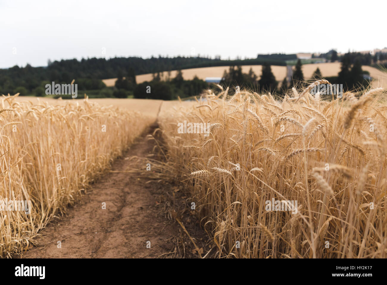 Dry wheat stalks in a field near Hillsboro, Oregon, USA. Stock Photo