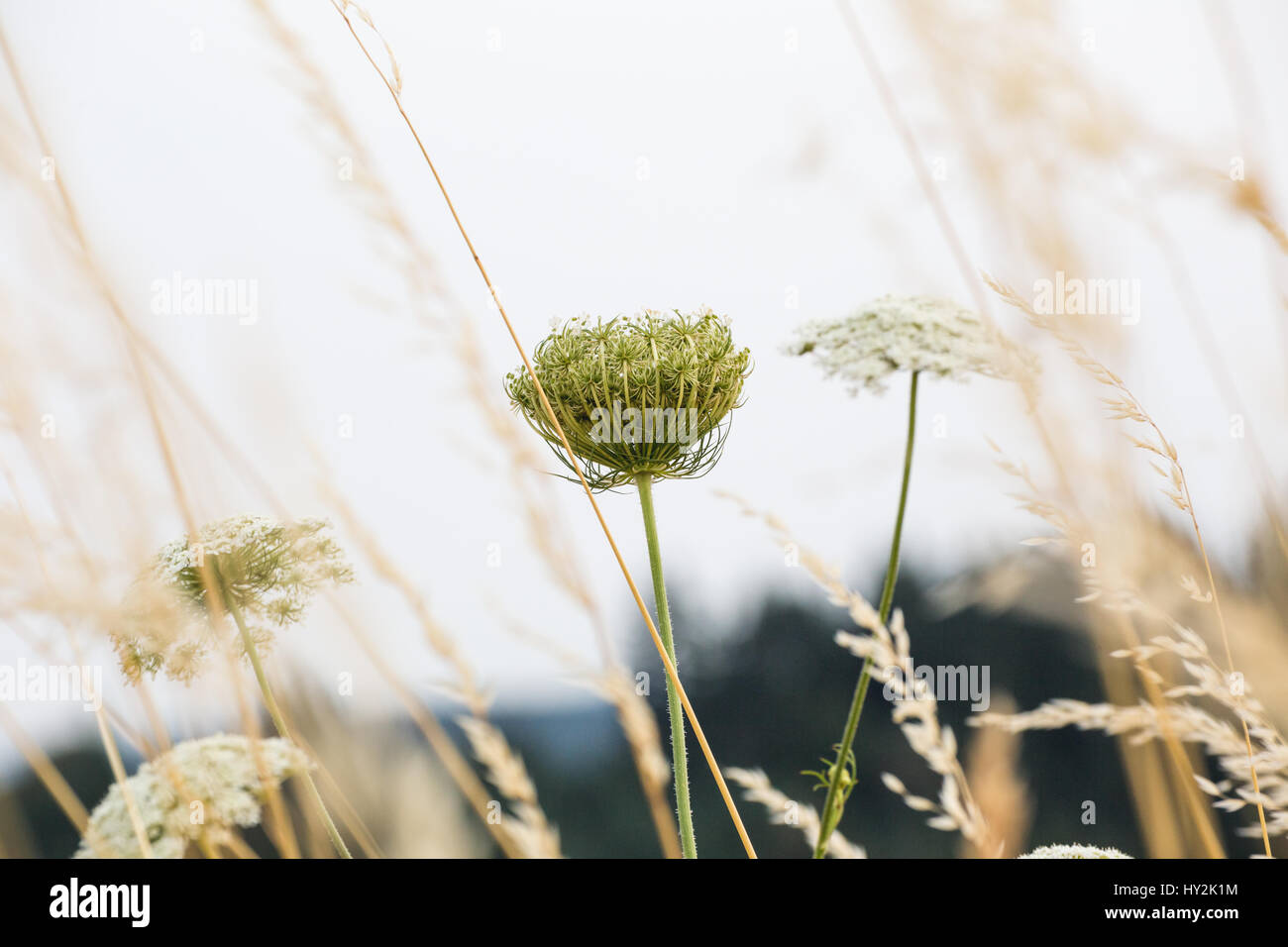 Wild flowers in a field in Oregon, USA. Stock Photo