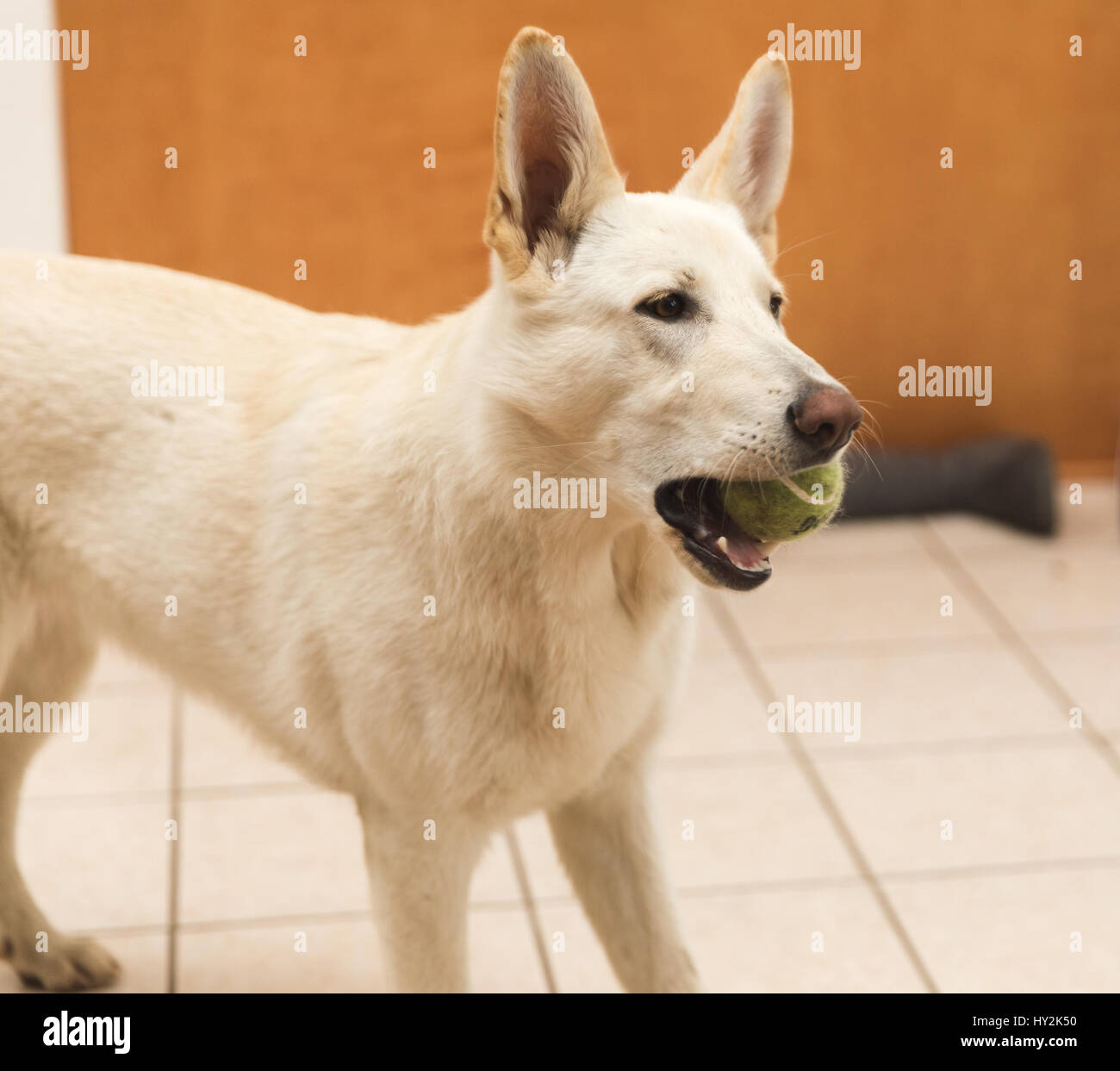 White shepherd dog with large ears holding a tennis ball in its mouth. Stock Photo