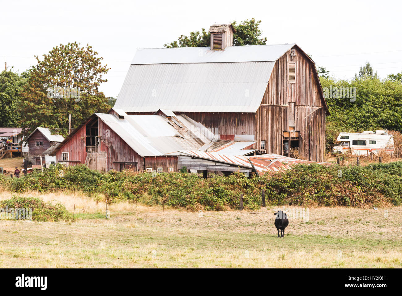 Wooden and metal farm house with a black bull standing nearby. Stock Photo