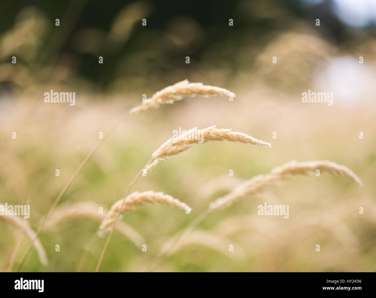 Golden wheat stalks sway and bend in the wind on a summer day. Stock Photo