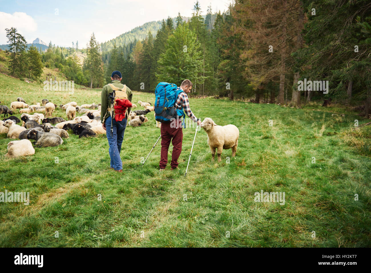 Two hikers walking by sheep in the outdoors Stock Photo