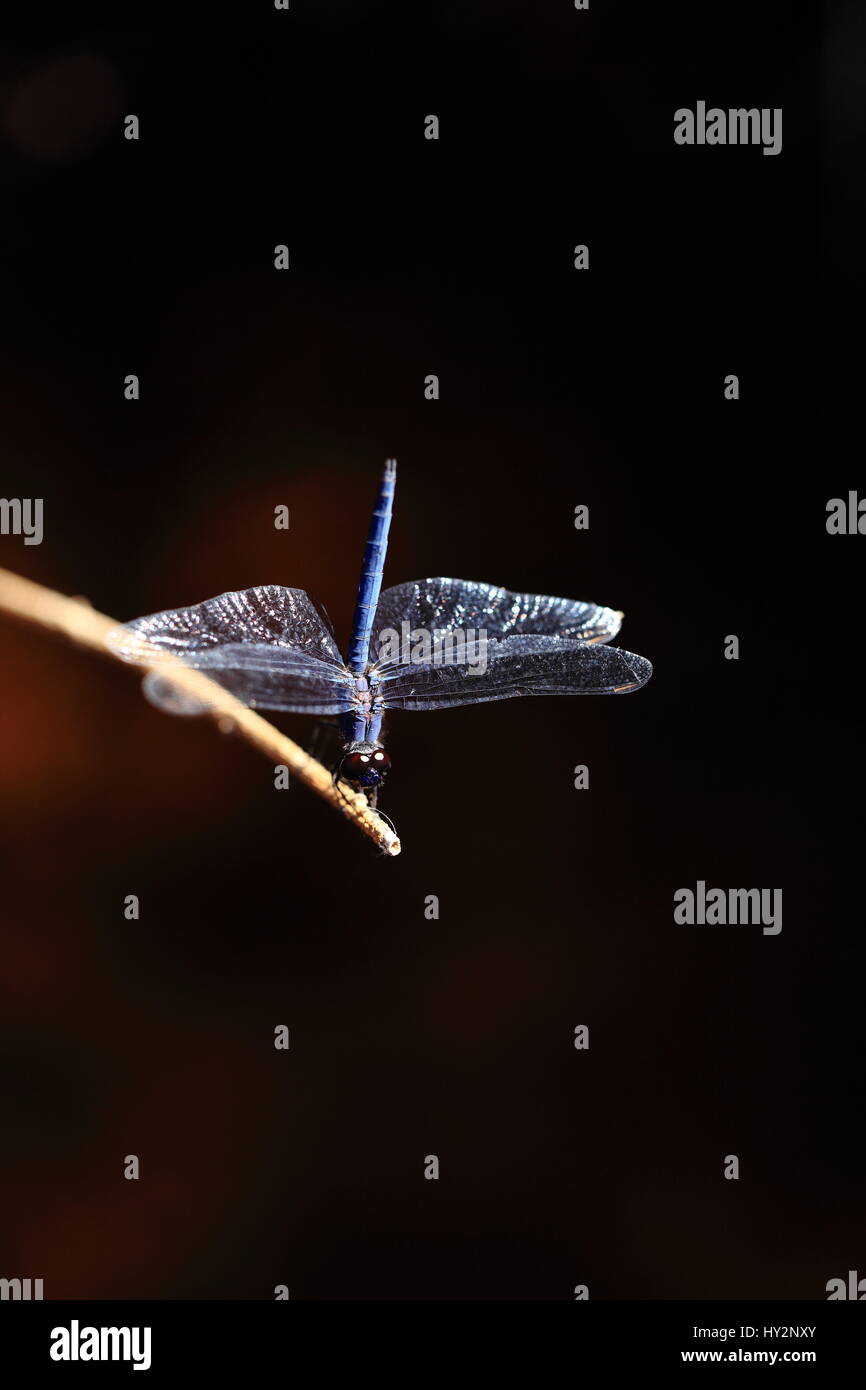 Dragonfly insects skimmers hires stock photography and images Alamy