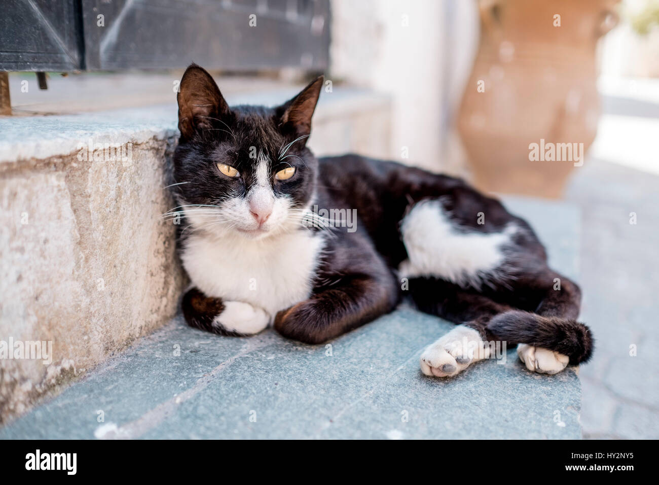 Close Up Portrait of Street Cats in Crete Greece in Summer Stock Photo