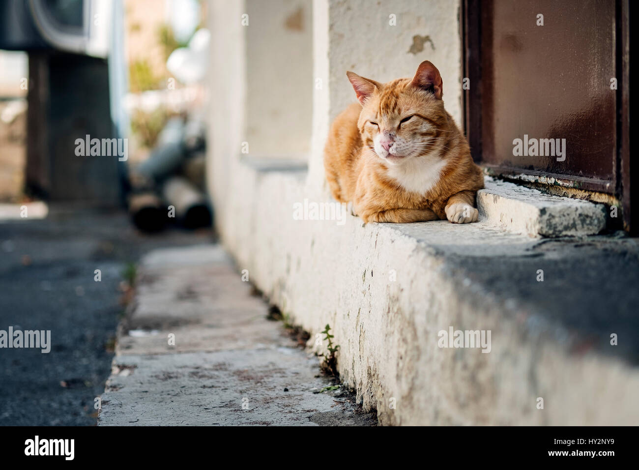 Close Up Portrait of Street Cats in Crete Greece in Summer Stock Photo