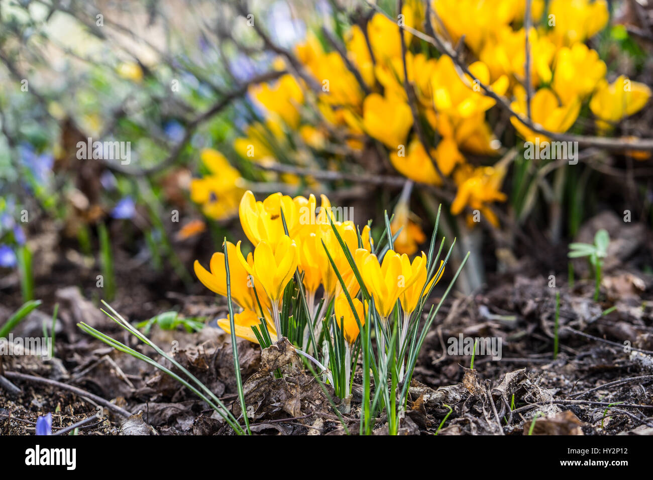 Yellow crocuses growing up in small bunches and is one of the first ...