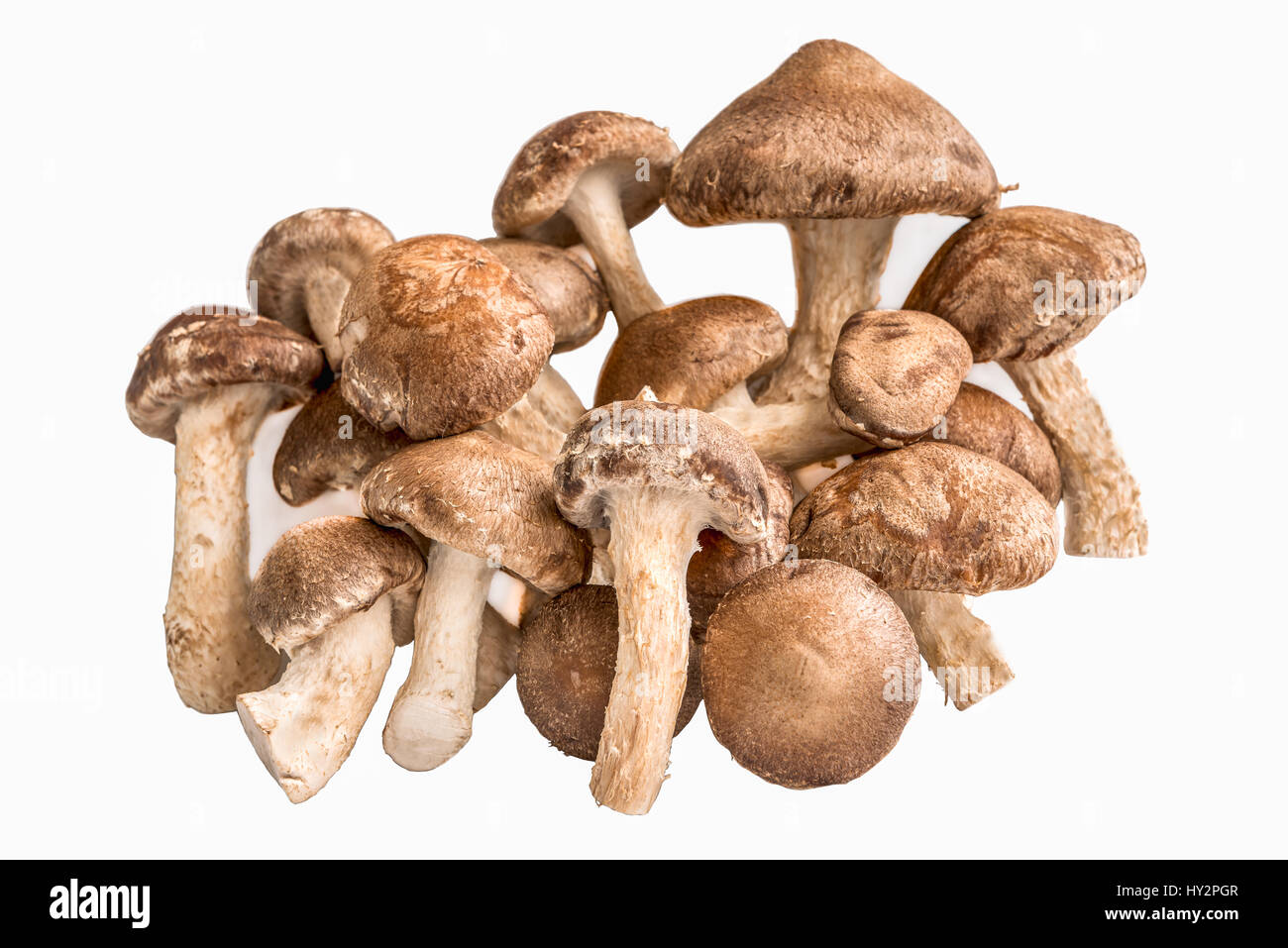 A bunch of shiitake mushrooms, ergings and oysters on a white background. Stock Photo