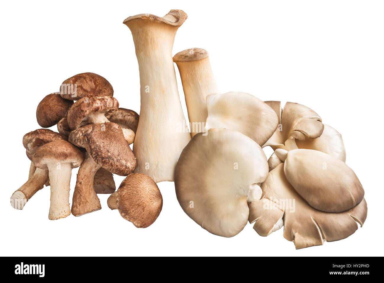 A bunch of shiitake mushrooms, ergings and oysters on a white background. Stock Photo