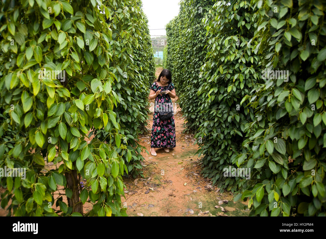 vanilla plantation vietnam alamy quoc phu island