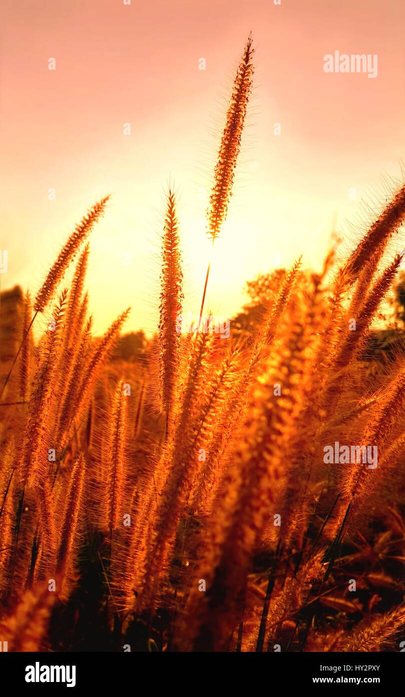 Purple fountain grass hi-res stock photography and images - Alamy