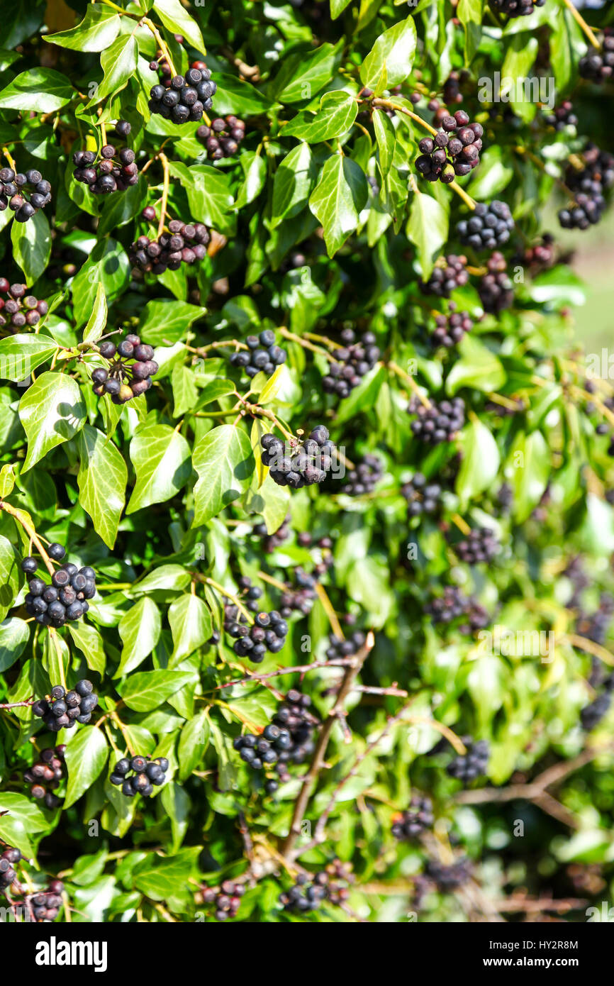 Berries of Hedera helix (Common Ivy, English Ivy) England UK Stock Photo