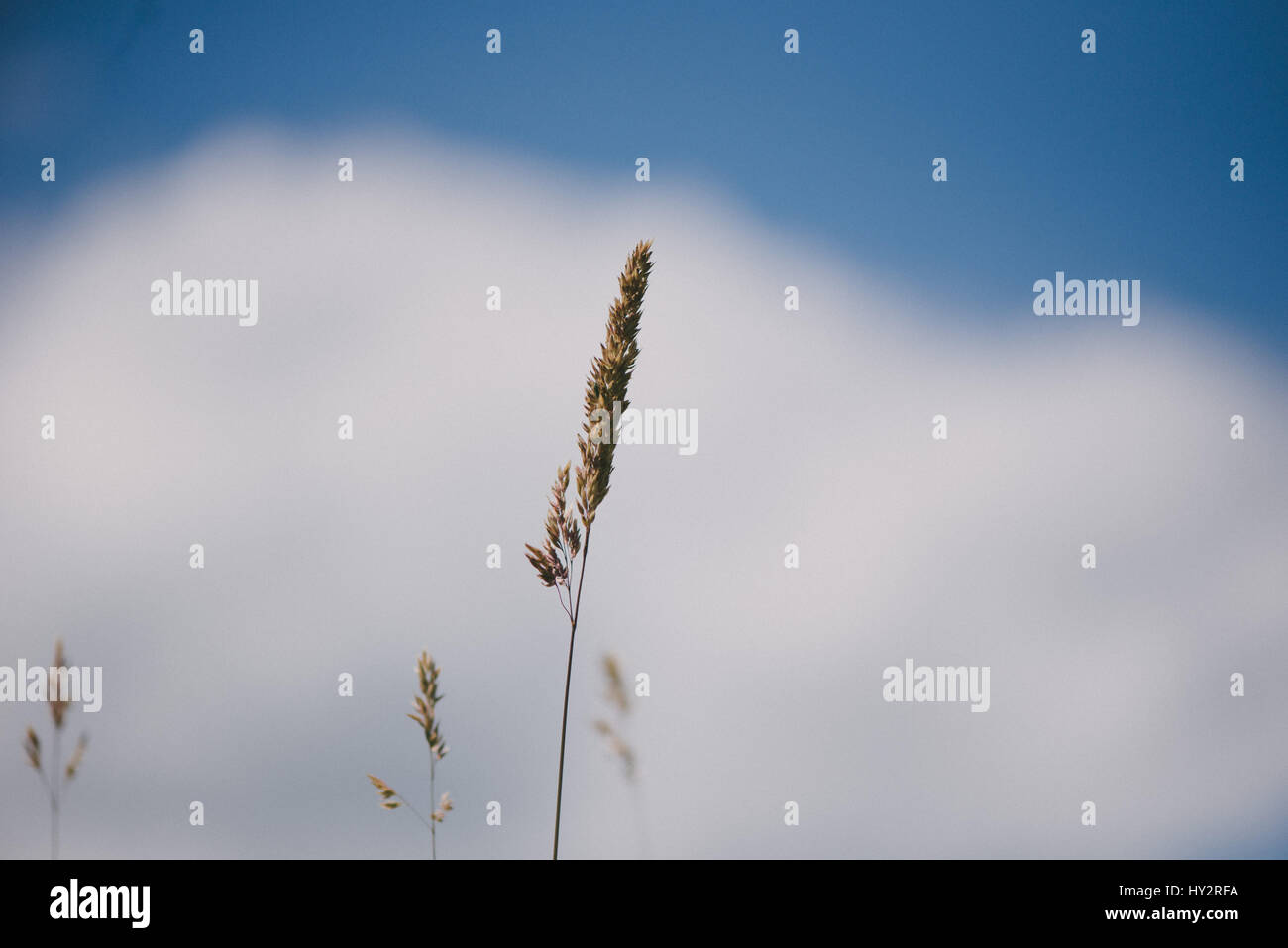 Grass against blue sky Stock Photo - Alamy