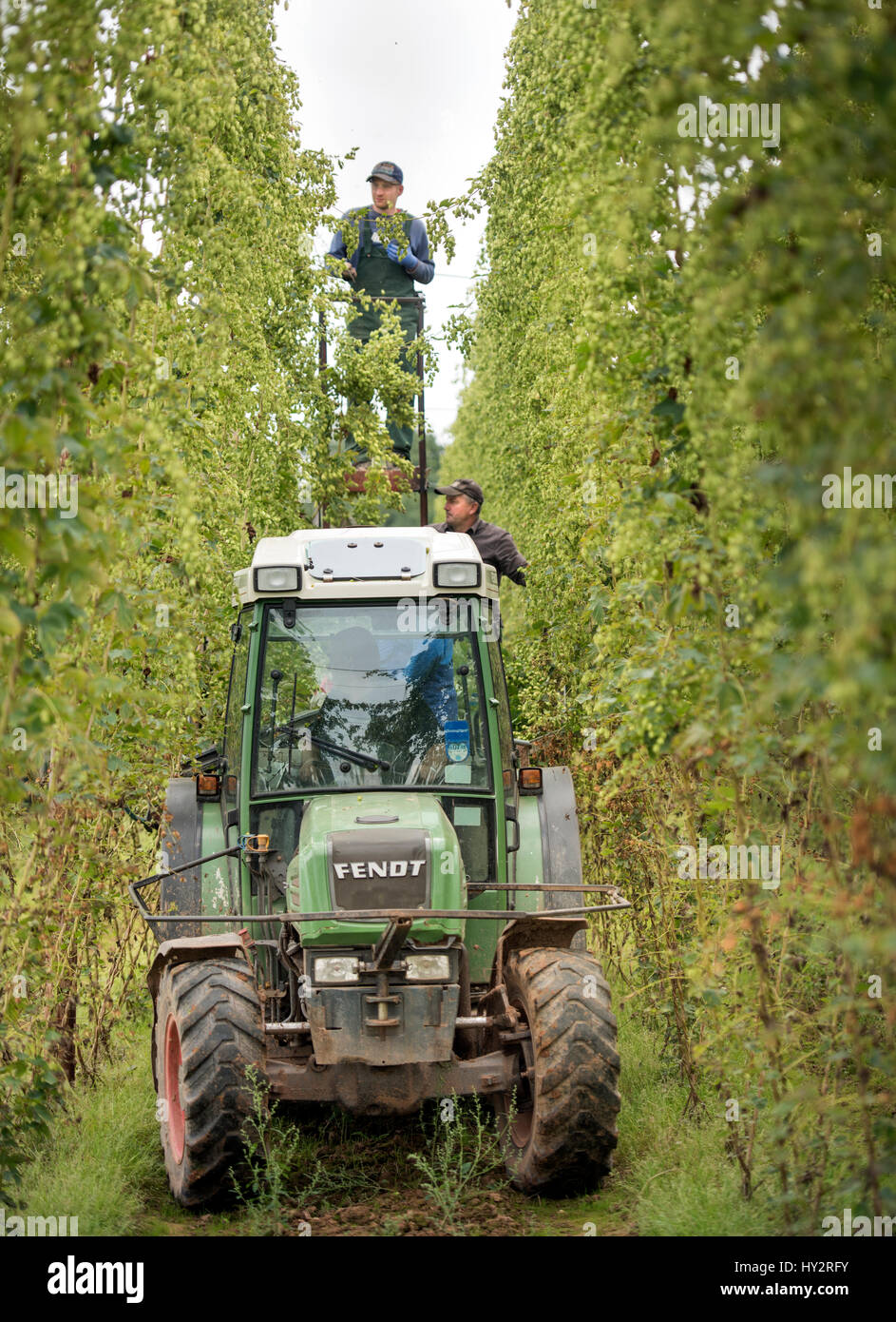 East European farm workers harvesting hops at Stocks Farm in Suckley, Herefordshire UK Stock Photo