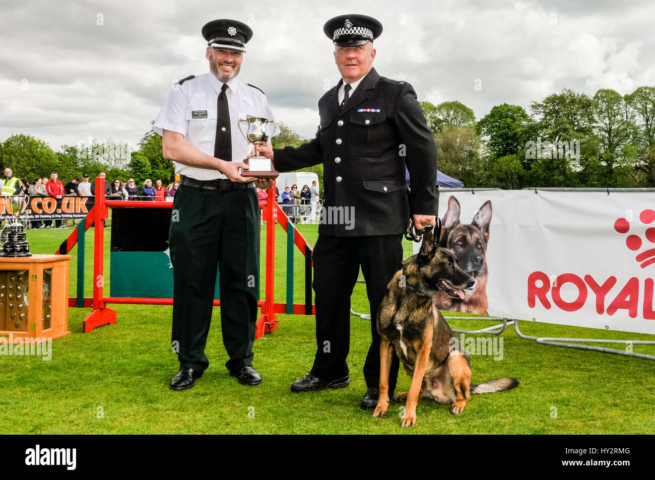 BELFAST, NORTHERN IRELAND. 22 MAY 2016 - PD Evo from Humberside Police, with his handler Constable Noble, receives 3rd place in the 56th UK National Police Dog Trials which took place in Belfast this weekend. Stock Photo