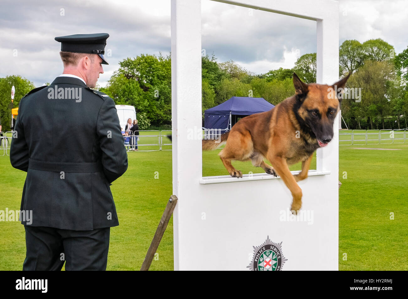 BELFAST, NORTHERN IRELAND. 22 MAY 2016 - PD Mike from the PSNI, with his handler Constable McCrea, is declared overall dog champion in the 56th UK National Police Dog Trials which took place in Belfast this weekend. Stock Photo