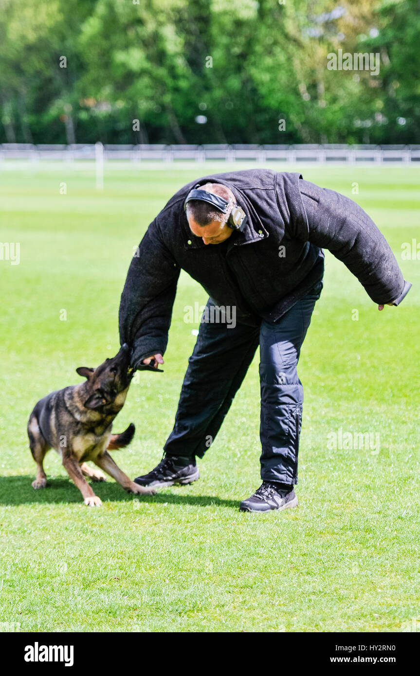 BELFAST, NORTHERN IRELAND. 22 MAY 2016 - PD Metpol Thames Annie from the Metropolitan Police restrains a dog handler dressed in a protective suit at the 56th UK National Police Dog Trials which took place in Belfast this weekend. Stock Photo