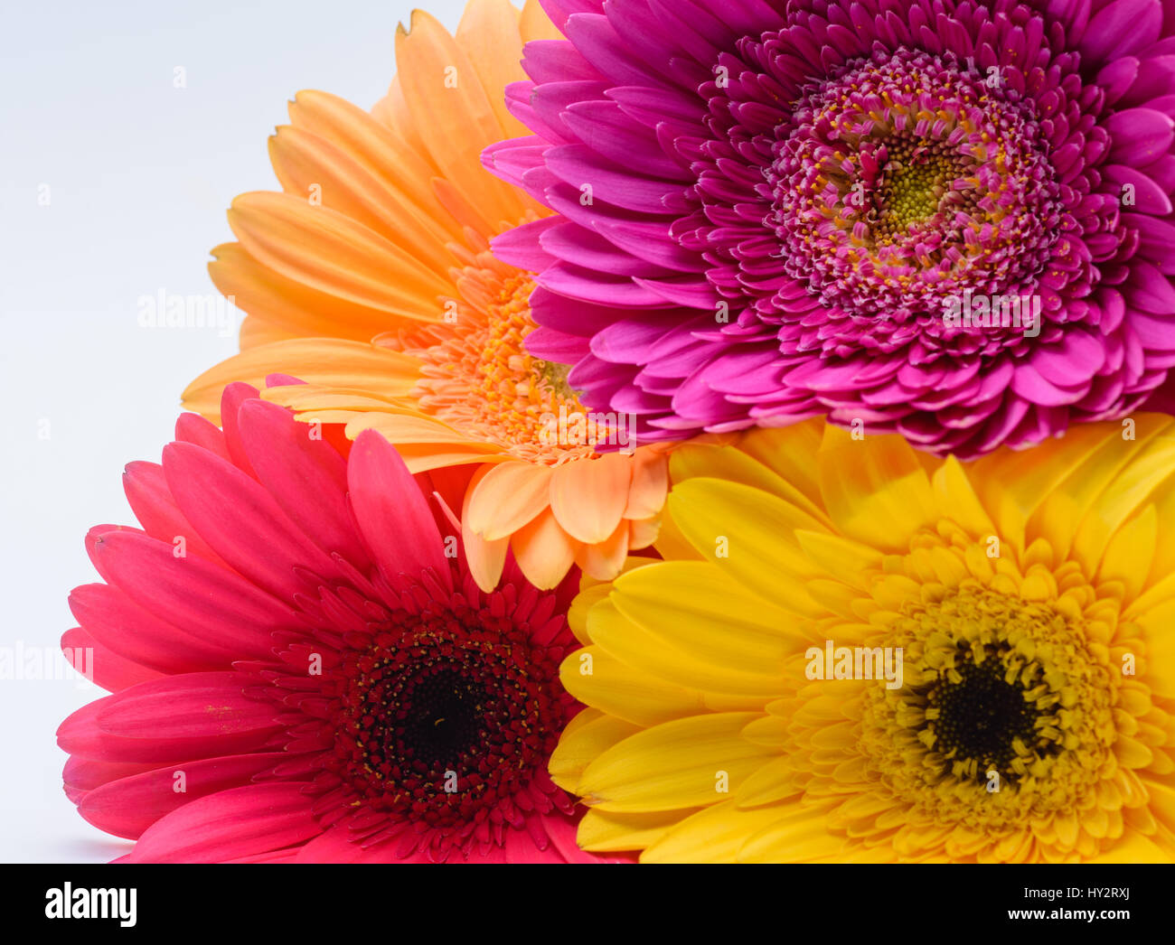 Spring Flowers Color Four colorful spring flowers with white background Stock Photo - Alamy