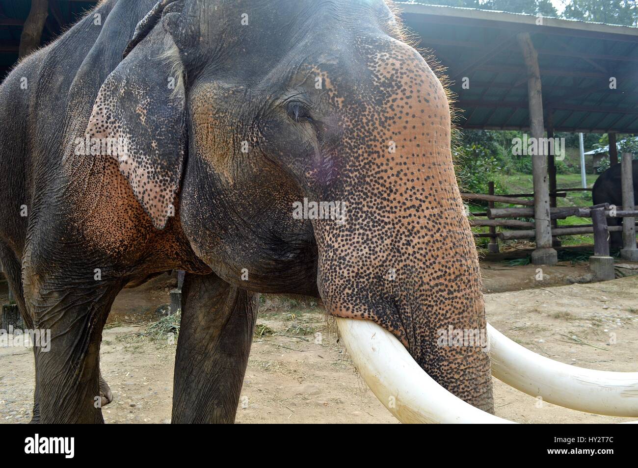 Asian bull elephant at a sanctuary Stock Photo