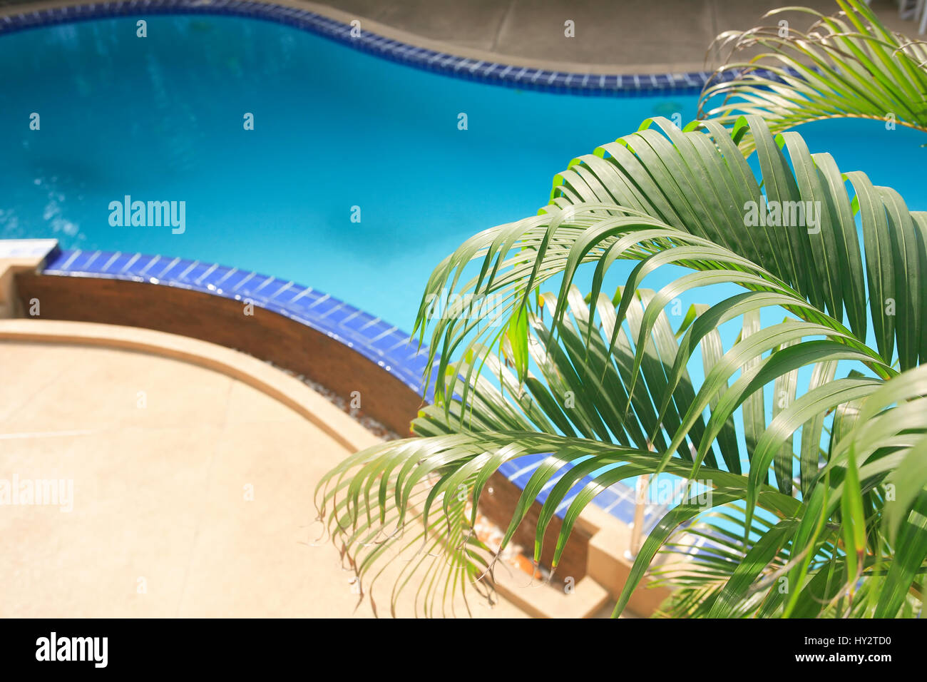 Closeup of elegant empty water pool with blue water near palm Stock ...
