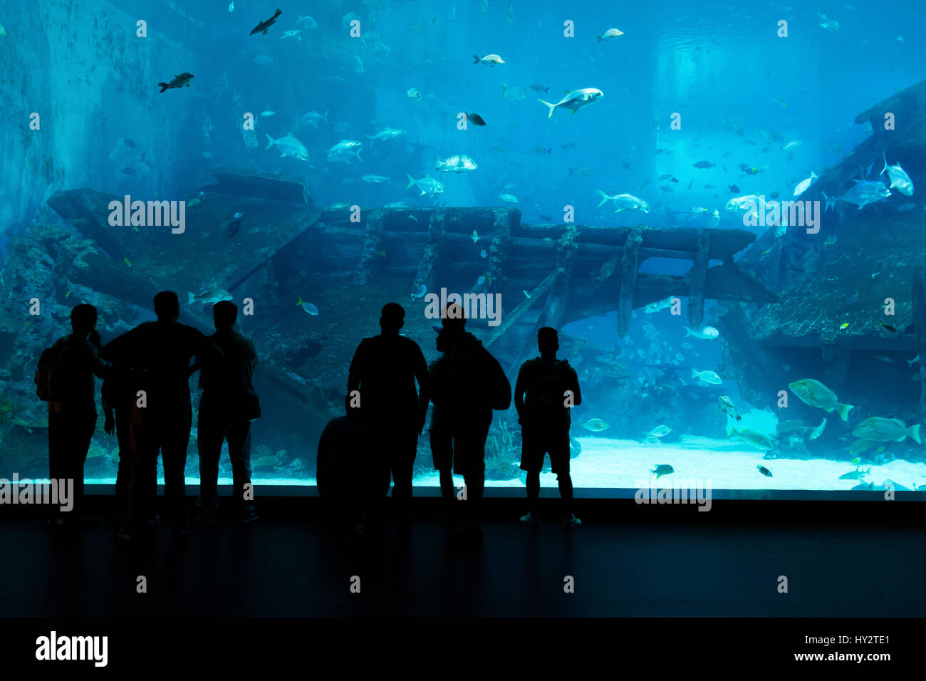 Silhouettes of people against a big aquarium. Tourist looking fish in aquarium. Stock Photo