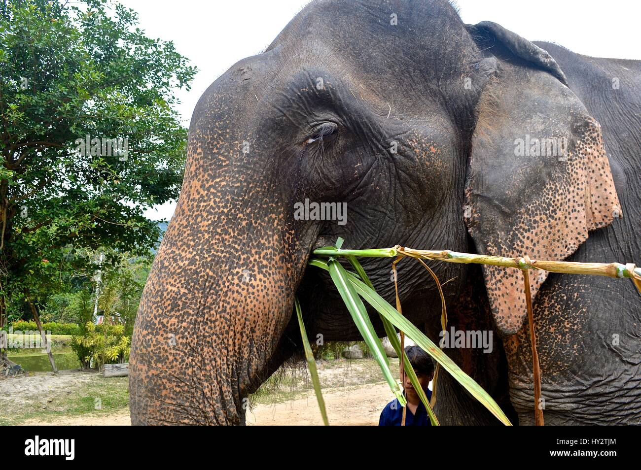 Elderly Asian bull elephant at a sanctuary Stock Photo