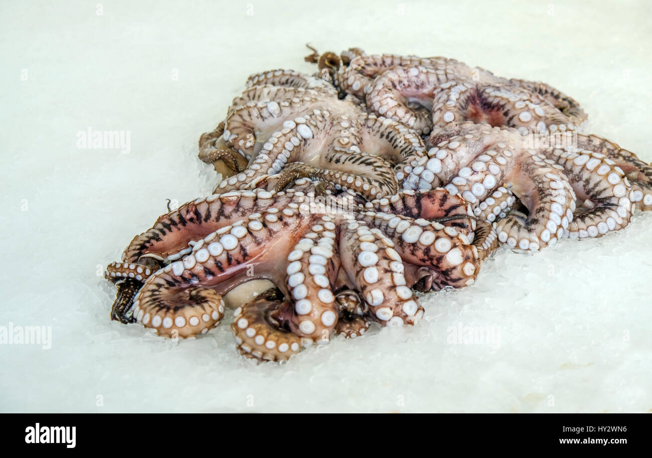 Fresh Octopus displayed for sale at the Limassol fish market. Stock Photo