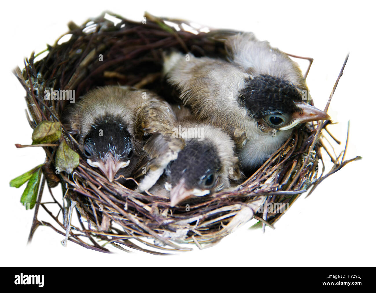 Hairy Baby Bird / And like the downy, males have the same red on the
