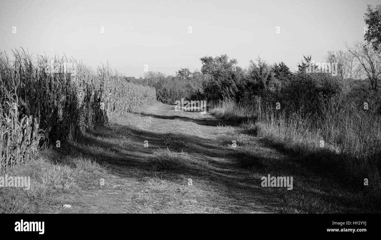 Dirt Road Along Trees In The Forest Stock Photo - Alamy