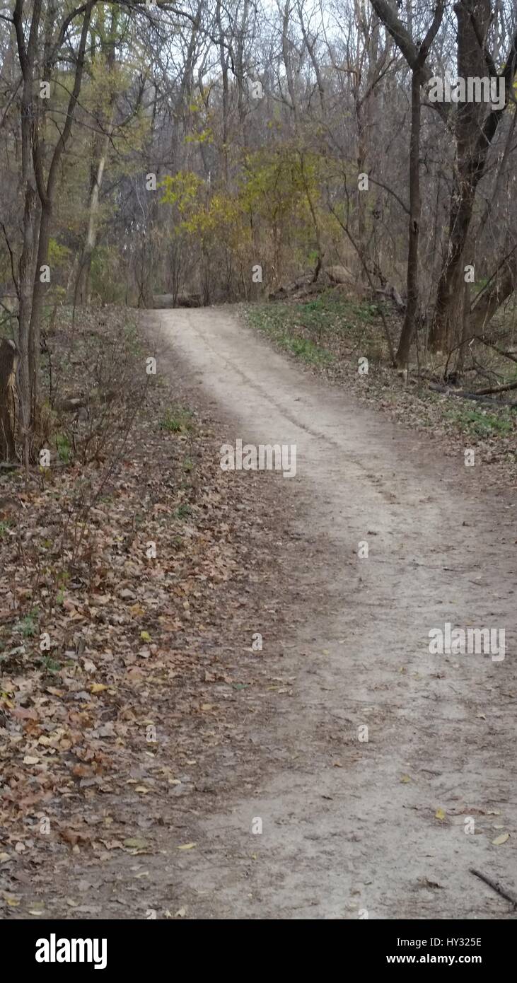 Dirt Road In Forest Stock Photo