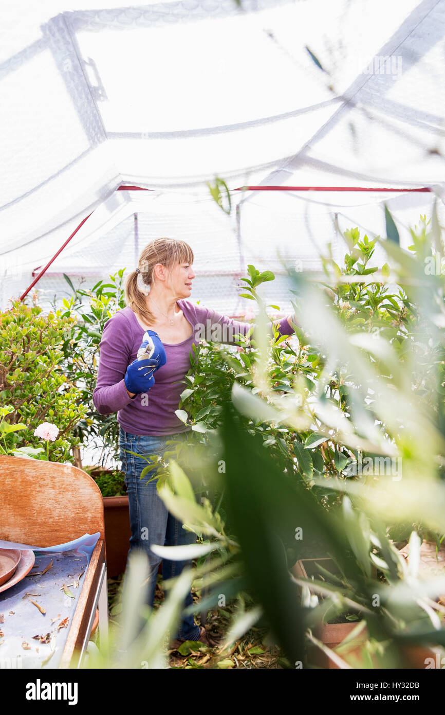 Sweden, Skane, Woman gardening in greenhouse Stock Photo