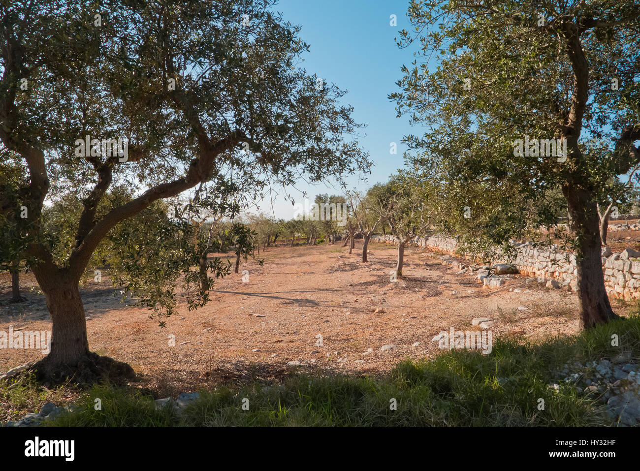 Olive trees in biological field of Puglia. Stock Photo