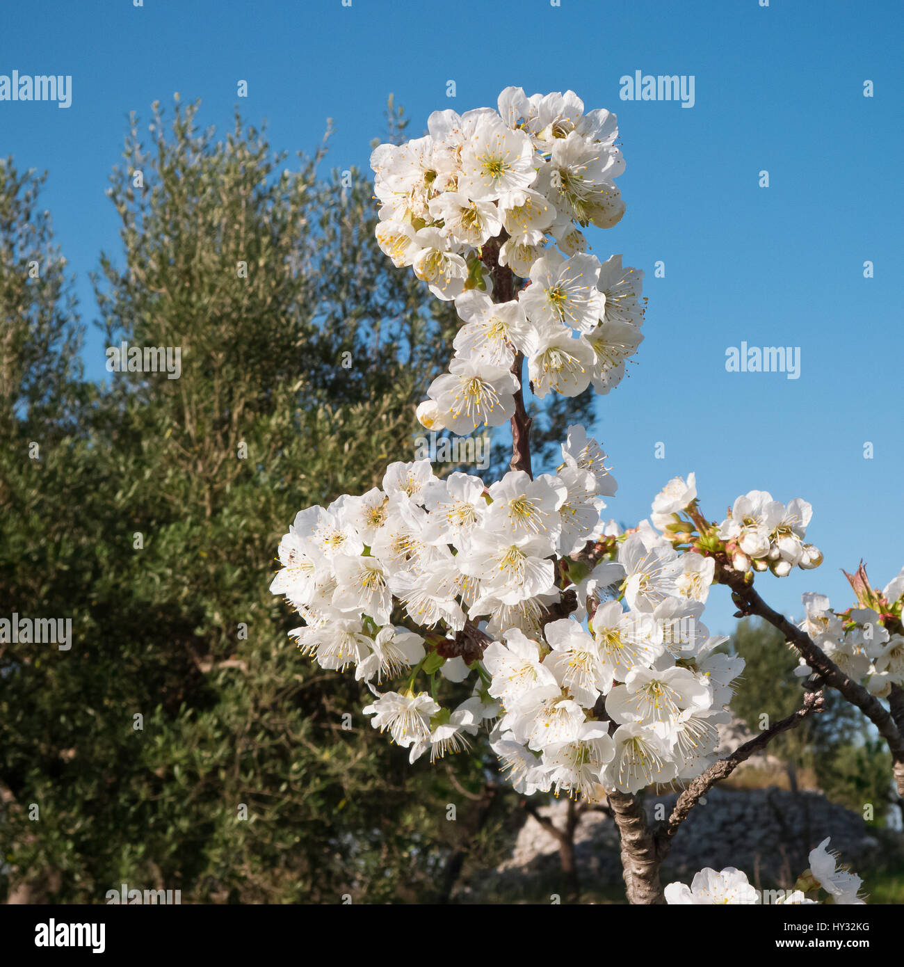 Cherry trees flowered in Puglia land. Stock Photo