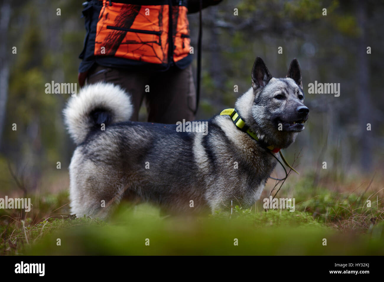 Sweden, Vasterbotten, Female hunter standing with dog (canis lupus familiaris) Stock Photo