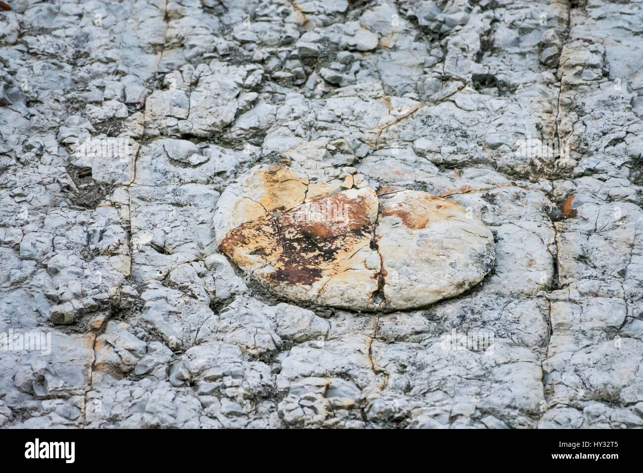 Ammonite fossil exposed on limestone outcrop. Peru. Stock Photo