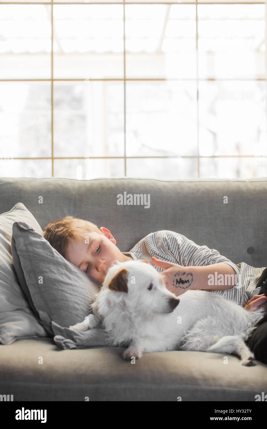 Dog hairs on sofa hires stock photography and images Alamy