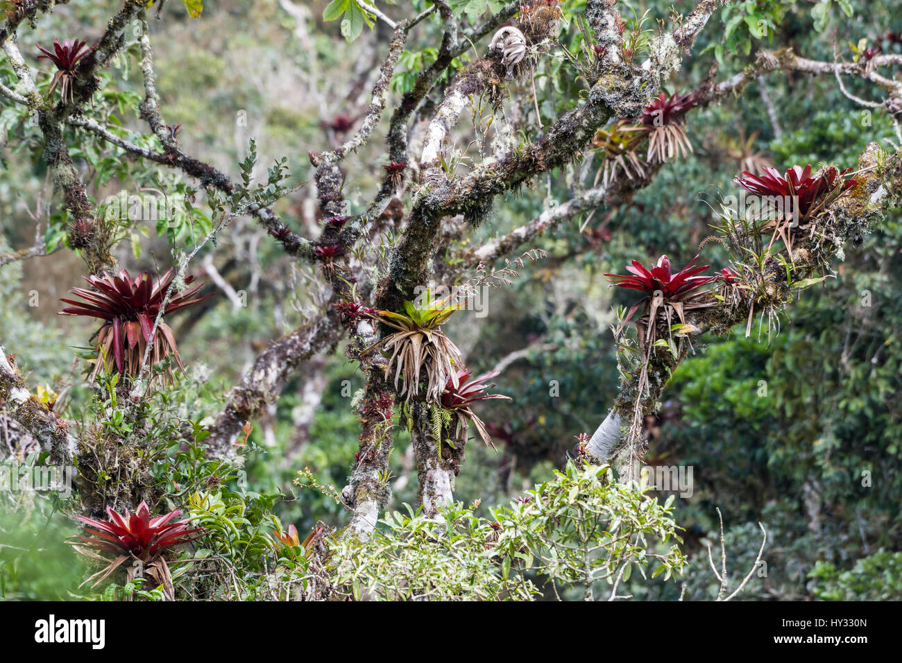 Colorful bromeliad and other epiphytic plants grow on trees in the Andean cloud forest. Peru. Stock Photo