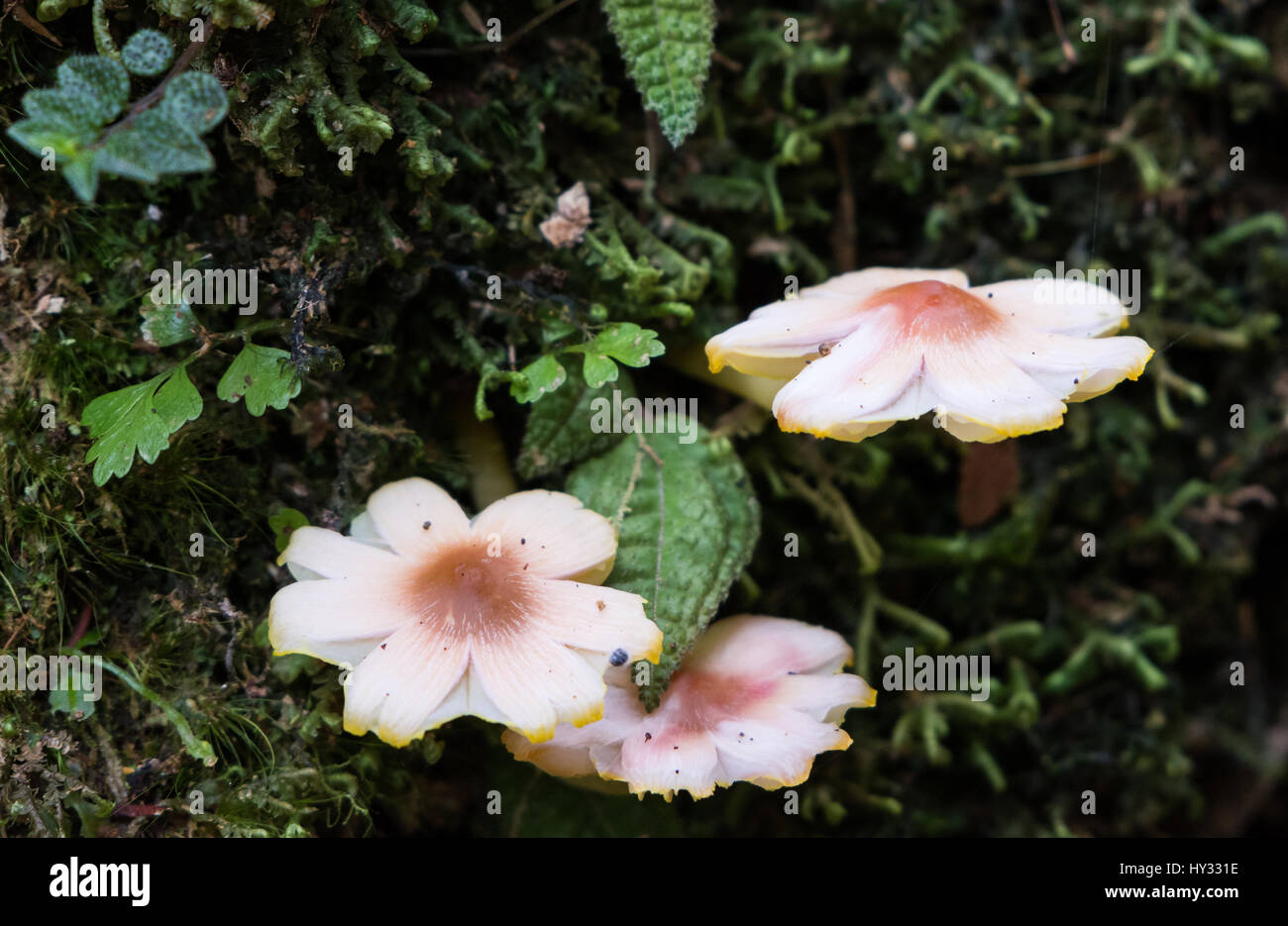Strange fungi mimicking flowers in Andean cloud forest of Norethern Peru. Stock Photo