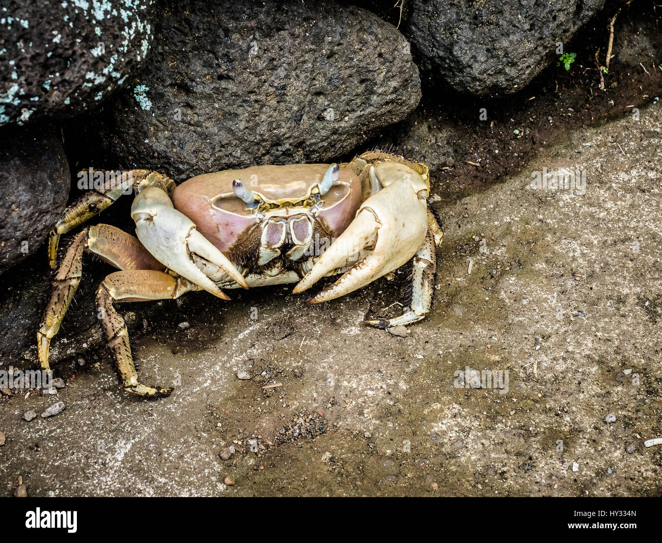 Land crab tahiti hires stock photography and images Alamy