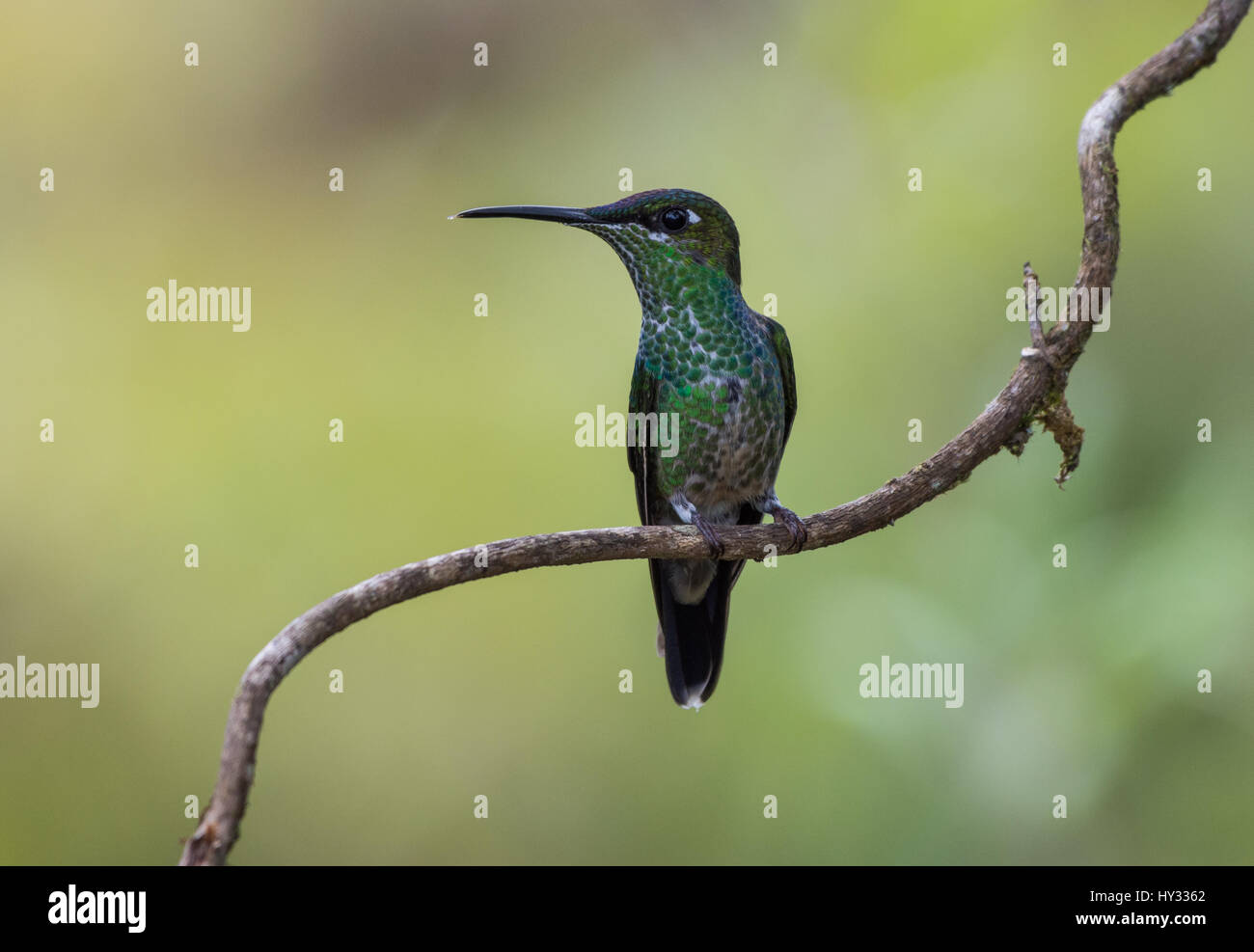 A female Violet-fronted Brilliant (Heliodoxa leadbeateri) perched on a branch. Peru. Stock Photo