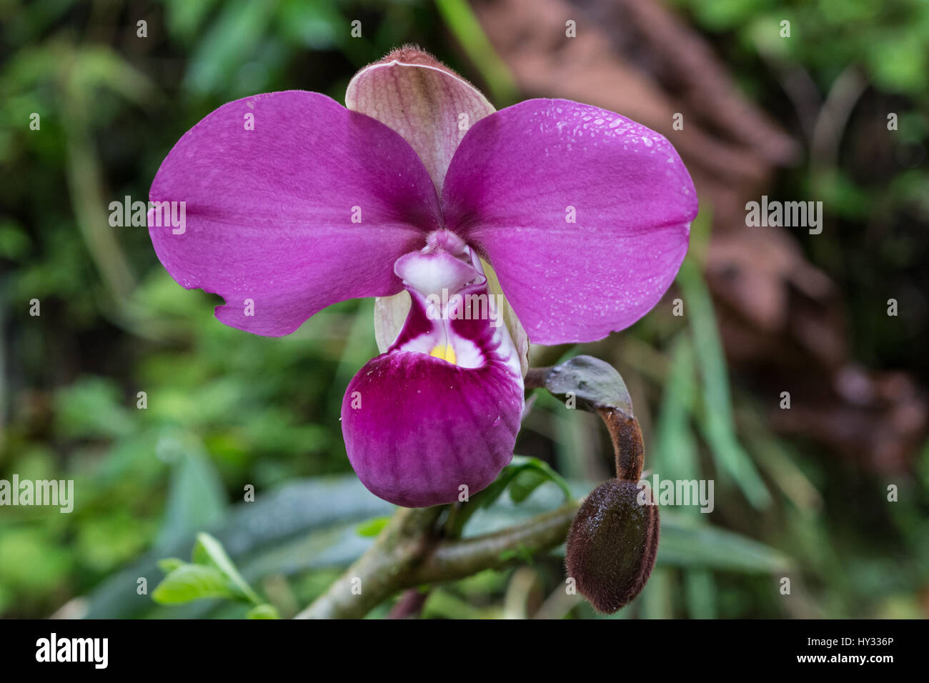 Phragmipedium kovachii, a beautiful Lady's Slipper orchid, only grows in the cloud forest of Northern Peru. Stock Photo