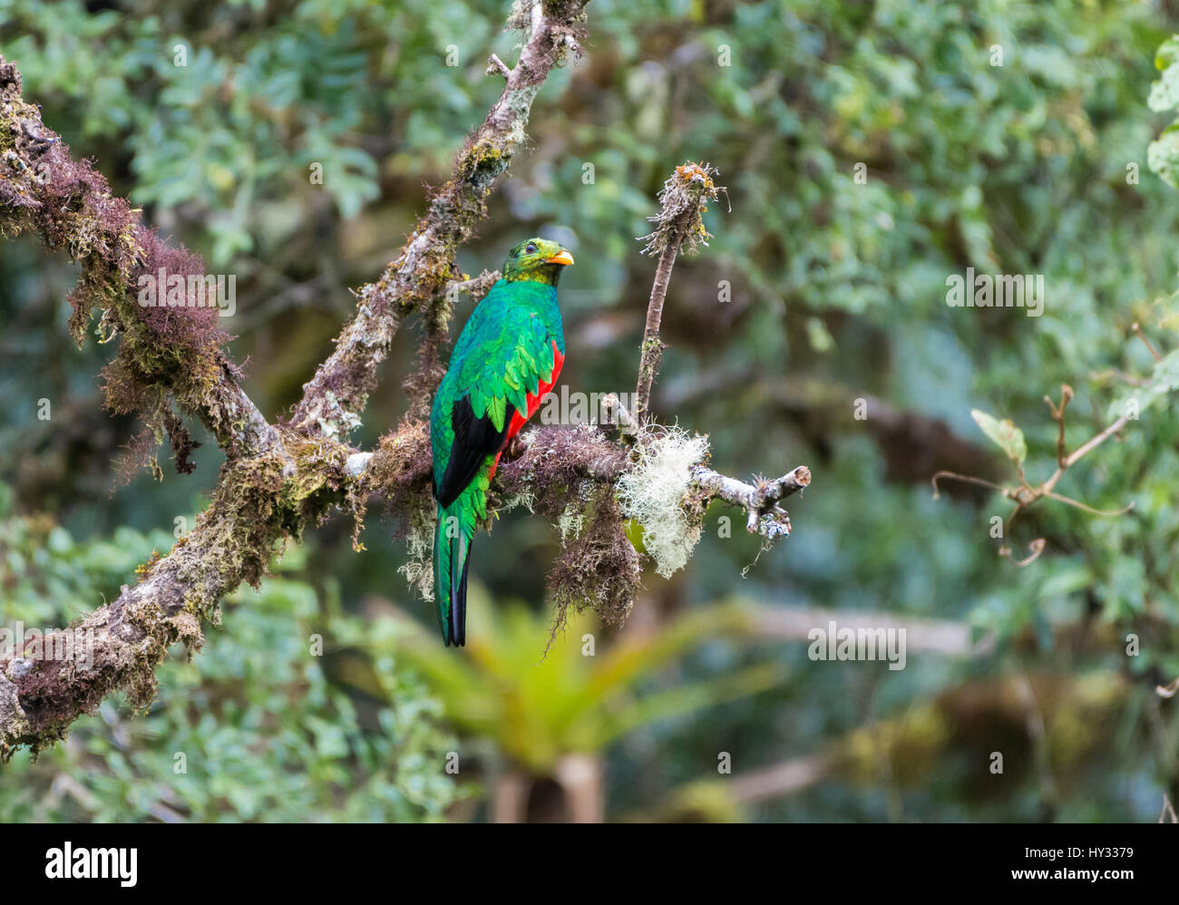 A Beautiful Golden-headed Quetzal (Pharomachrus Auriceps) Perched On A ...