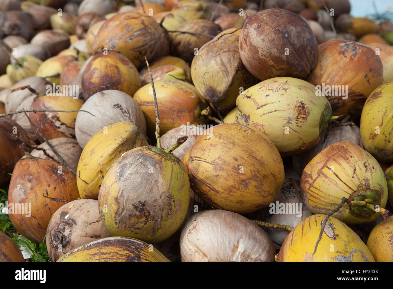 Coconut Harvest Stock Photos & Coconut Harvest Stock Images Alamy