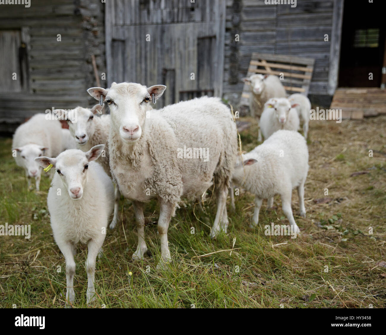 Allmoge High Resolution Stock Photography and Images - Alamy