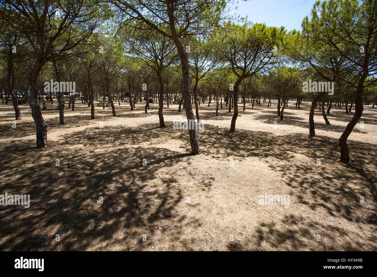 DONANA N.P., SEVILLE, SPAIN: Endemic Stone pine, Umbrella pine or Parasol pine (Pinus pinea) forest on a sunny day creating shadows on the ground. Stock Photo