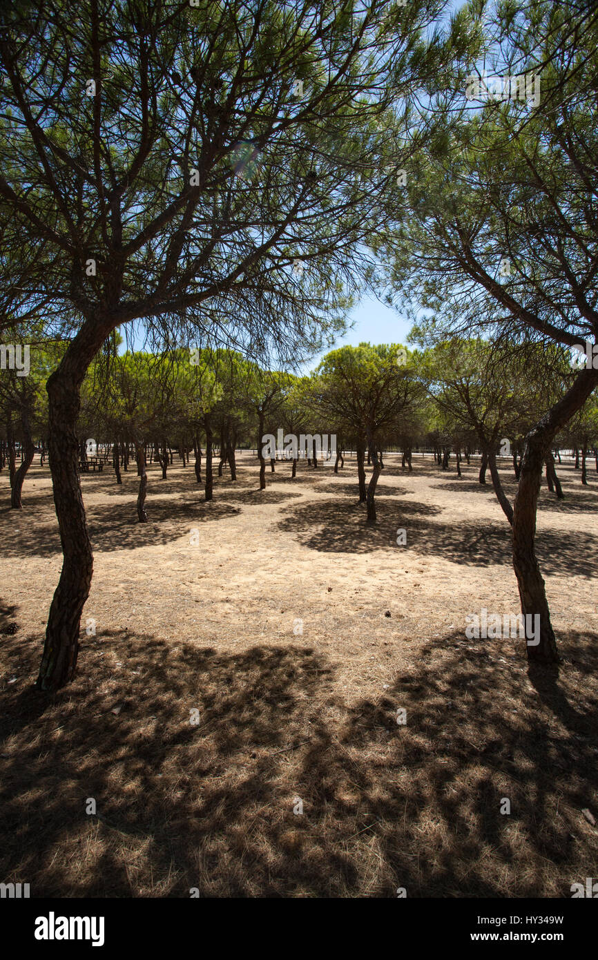 DONANA N.P., SEVILLE, SPAIN: Endemic Stone pine, Umbrella pine or Parasol pine (Pinus pinea) forest on a sunny day creating shadows on the ground. Stock Photo