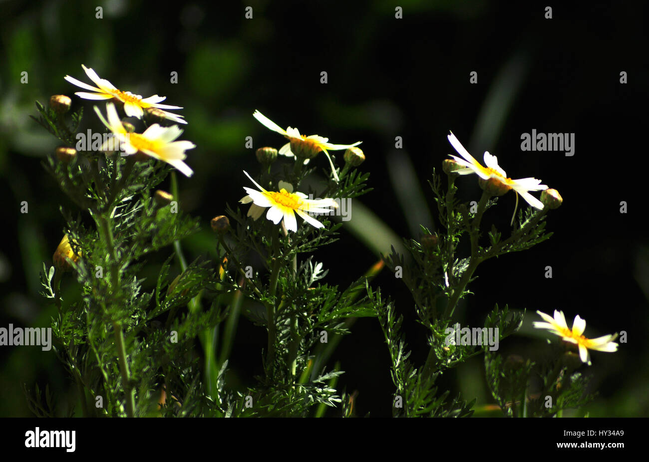 Wild daisies at full sun Stock Photo Alamy