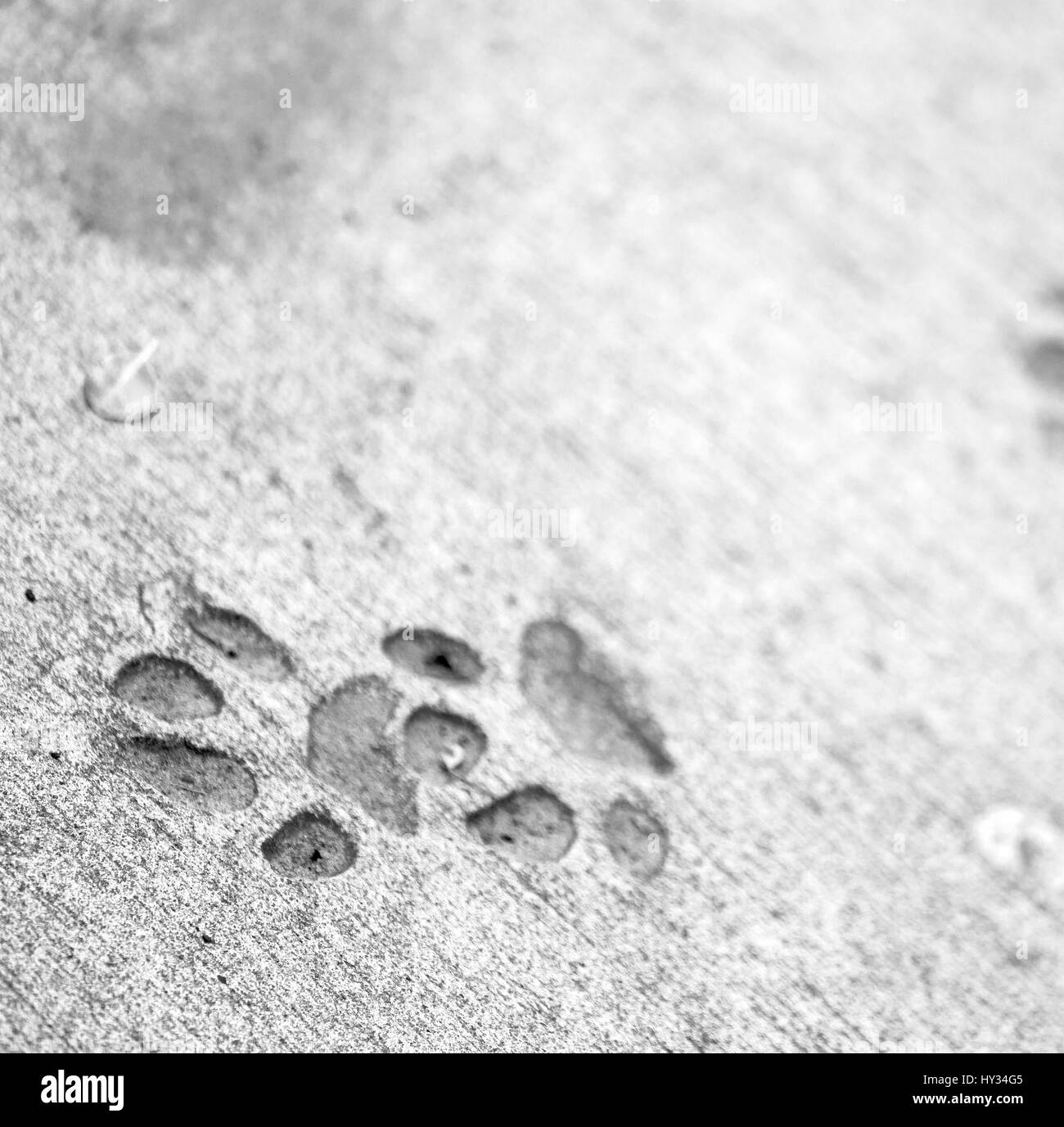 blur     in south africa  dirty footprint of wild animal marked the cement Stock Photo