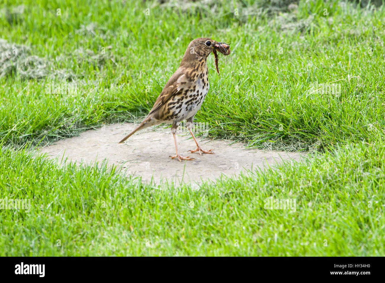 Song thrush collecting worms Stock Photo - Alamy