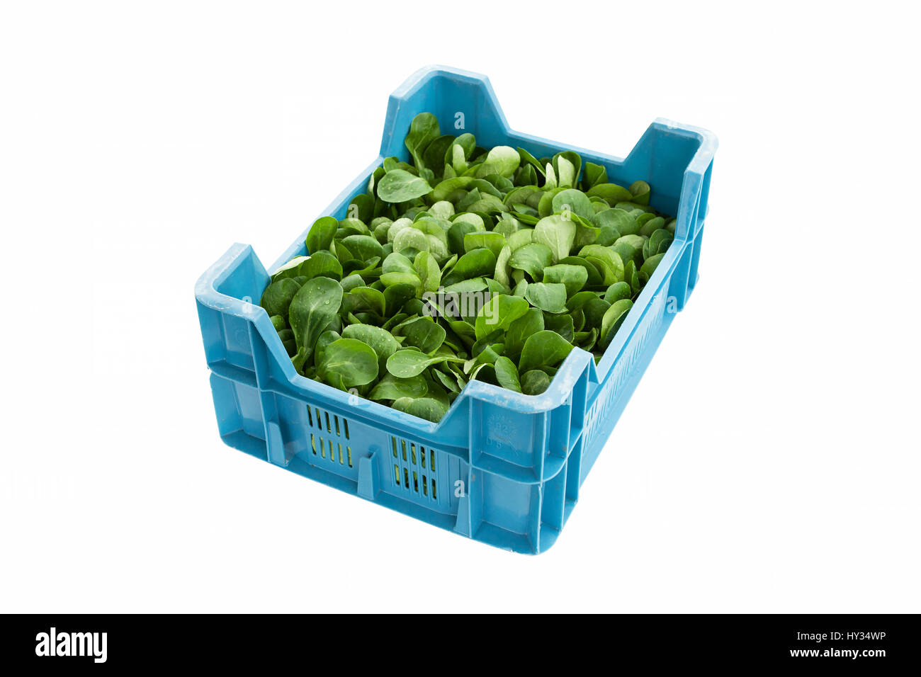 A crate full of freshly picked organic Corn Salad - Valerianella locusta. Stock Photo